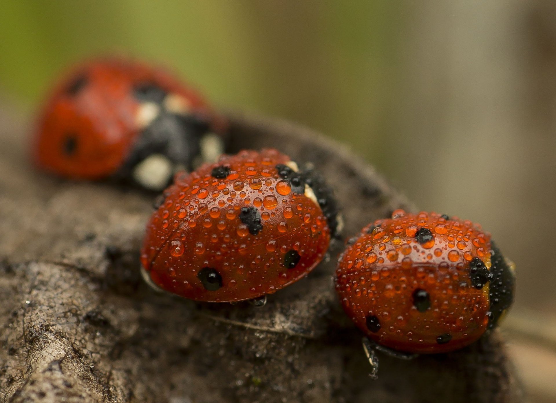 coccinelle gocce bokeh