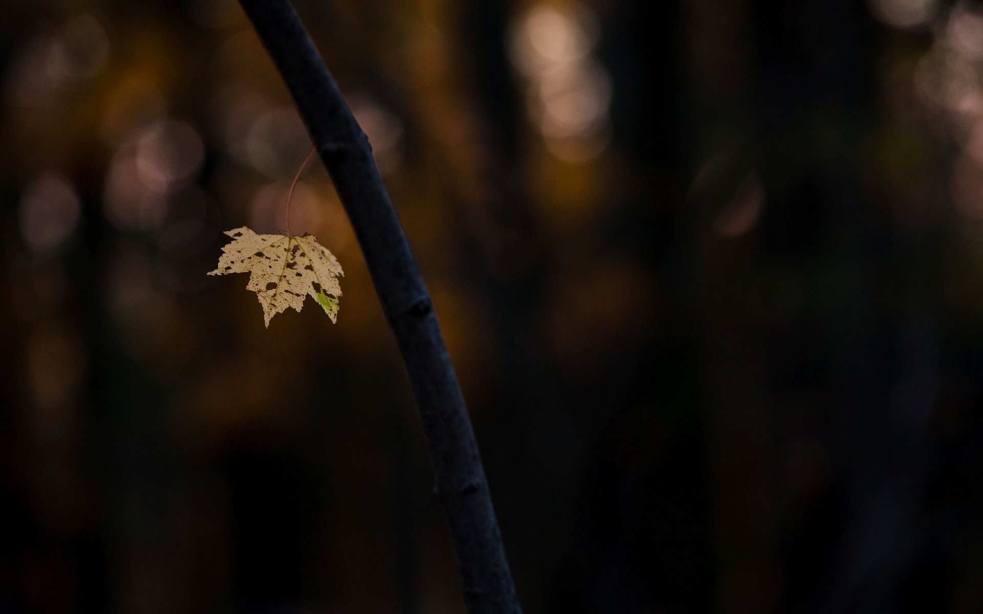 close up tree trunk branch leaf blur bokeh background wallpaper widescreen full screen hd wallpapers fullscreen