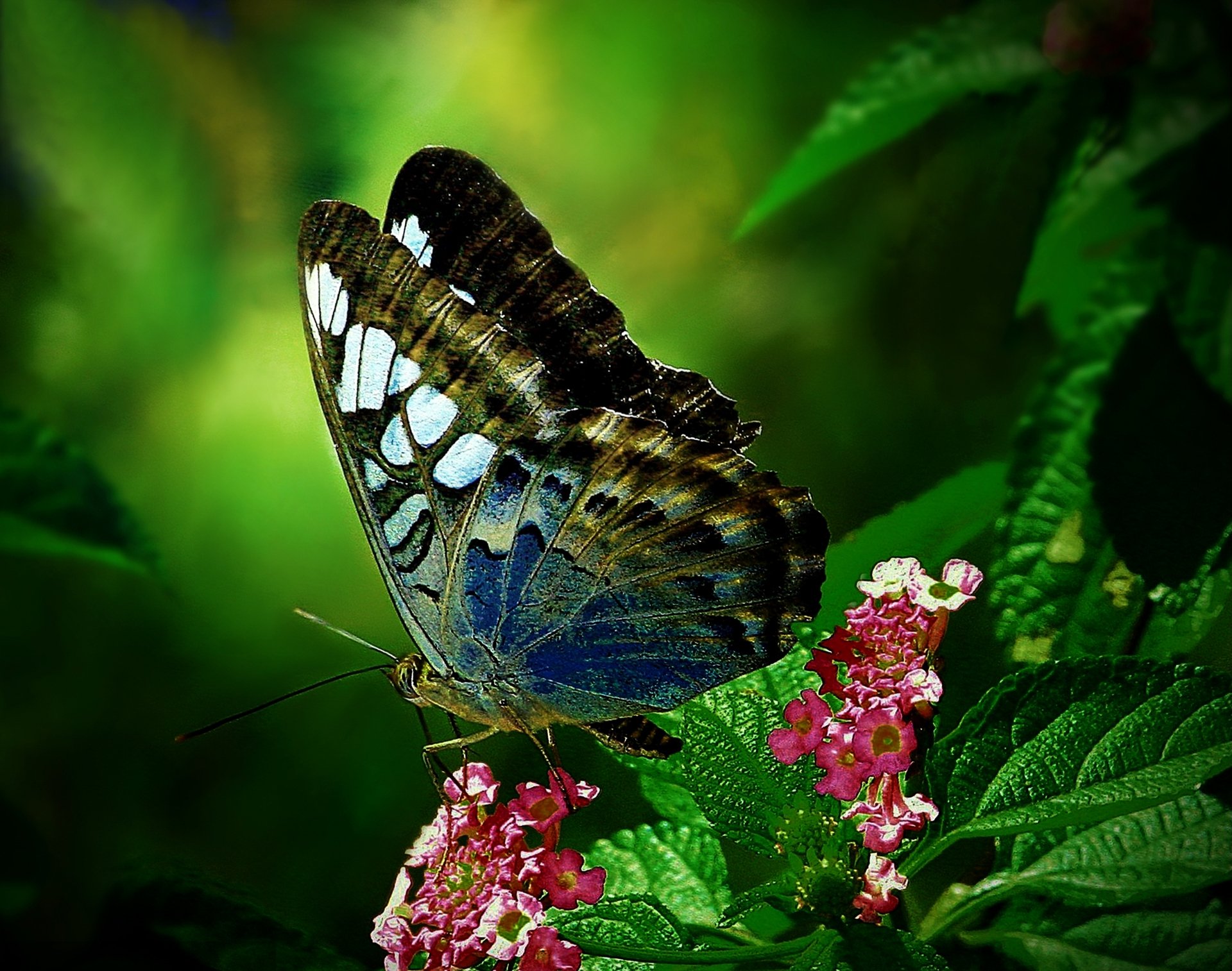 schmetterling blatt blume motte