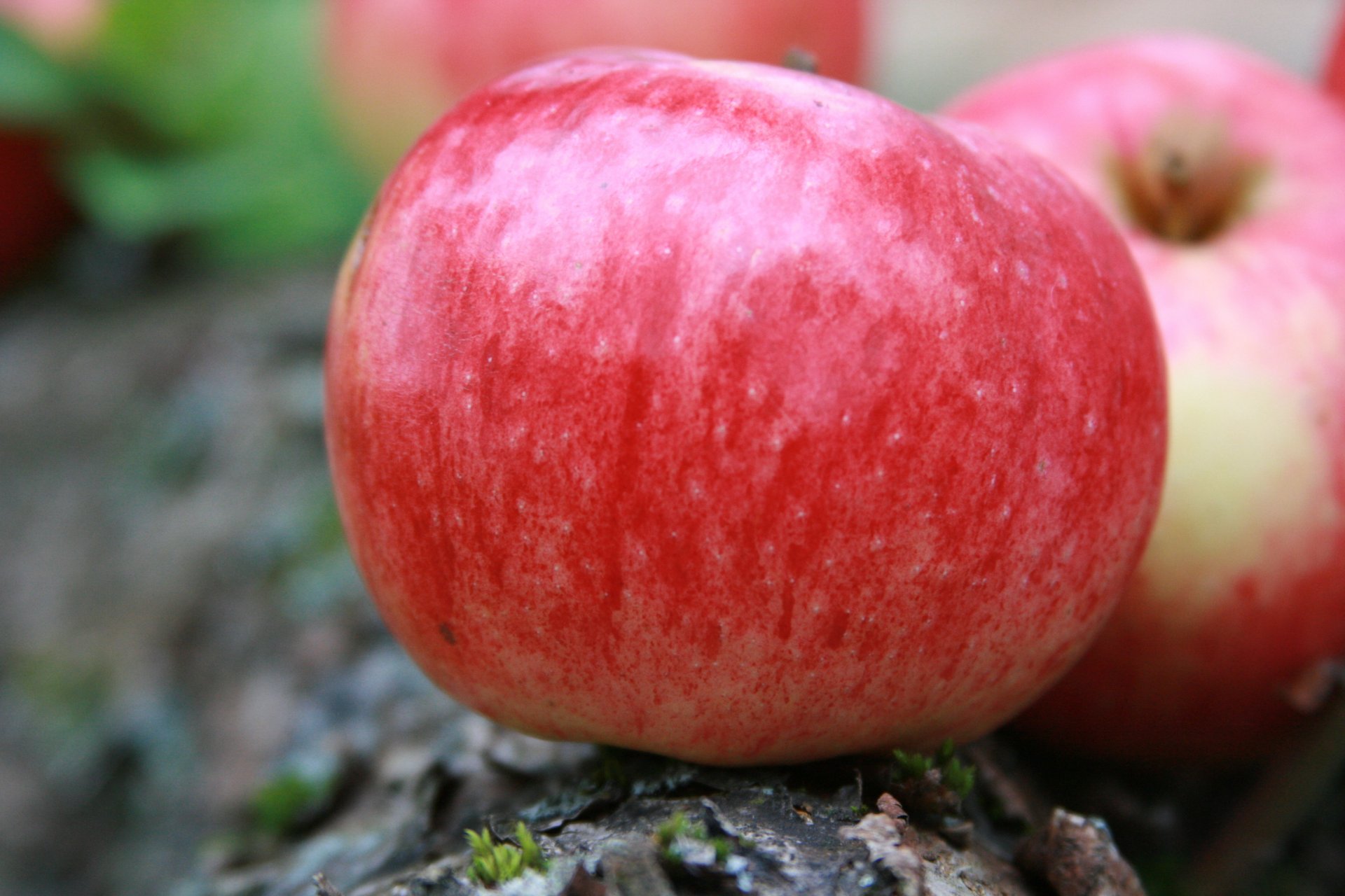 fondo fondo de pantalla macro naturaleza frutas manzanas manzana cosecha pueblo vitaminas