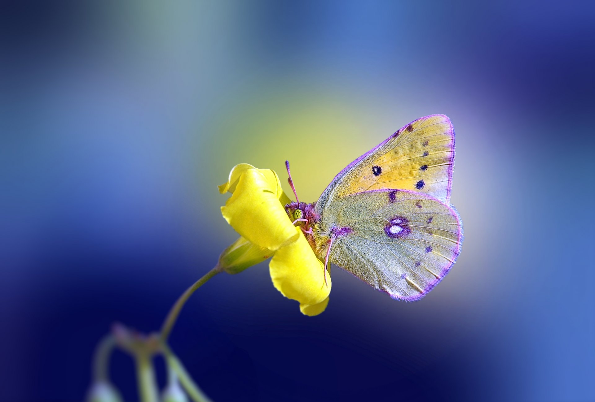 fleur jaune papillon fond