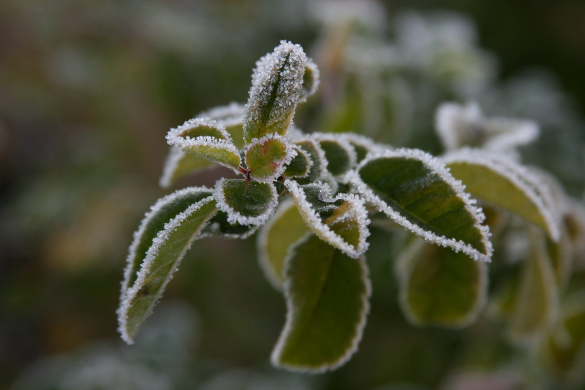 sfondo carta da parati macro natura ramoscello foglie pianta gelo gelo freddo