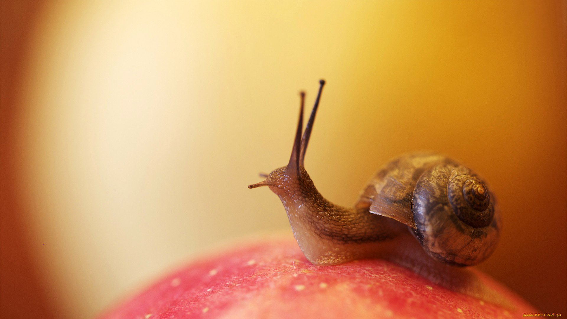 caracol concha cuernos moco superficie cefalópodos molusco