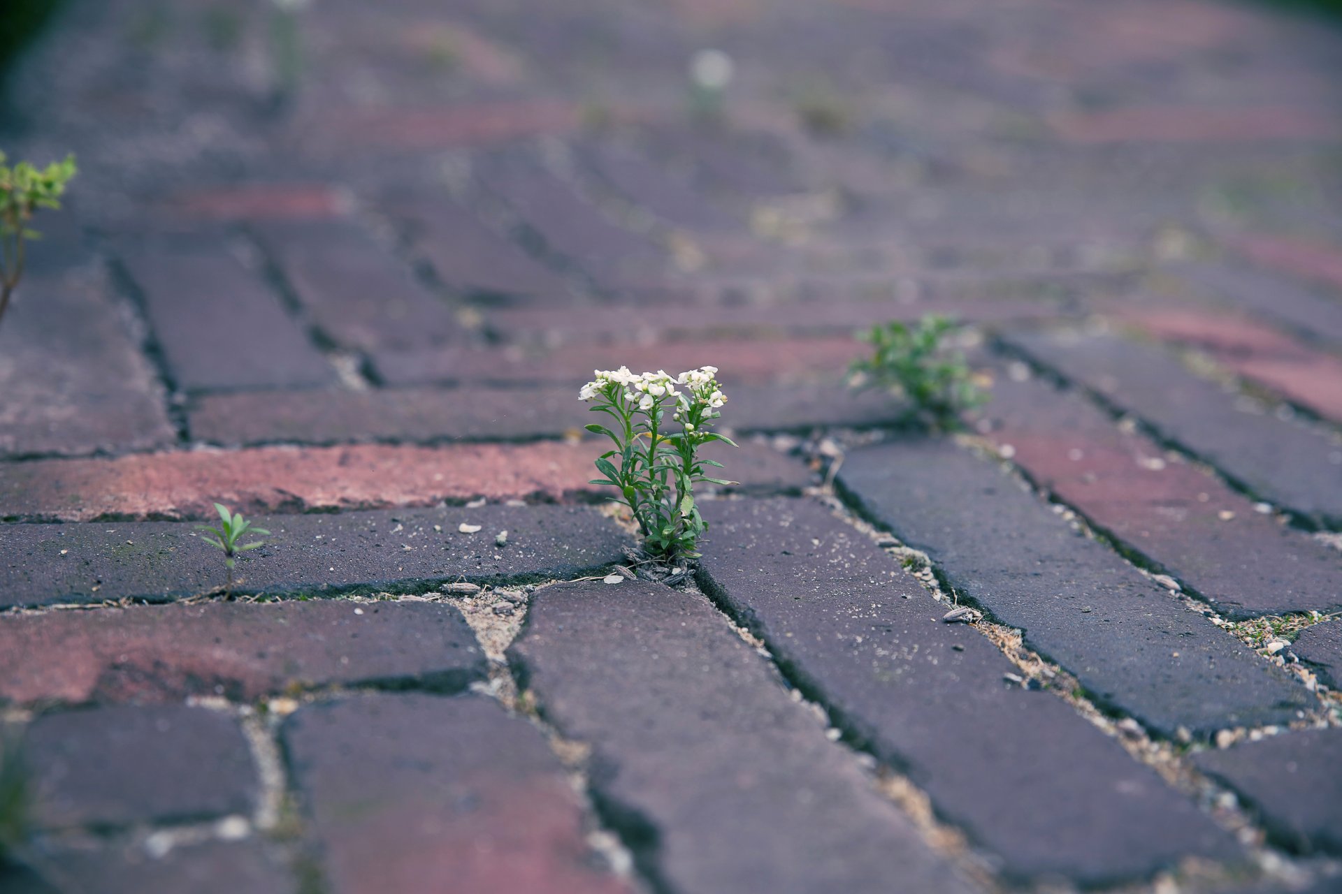 pietre pavimentazione fiore germoglio