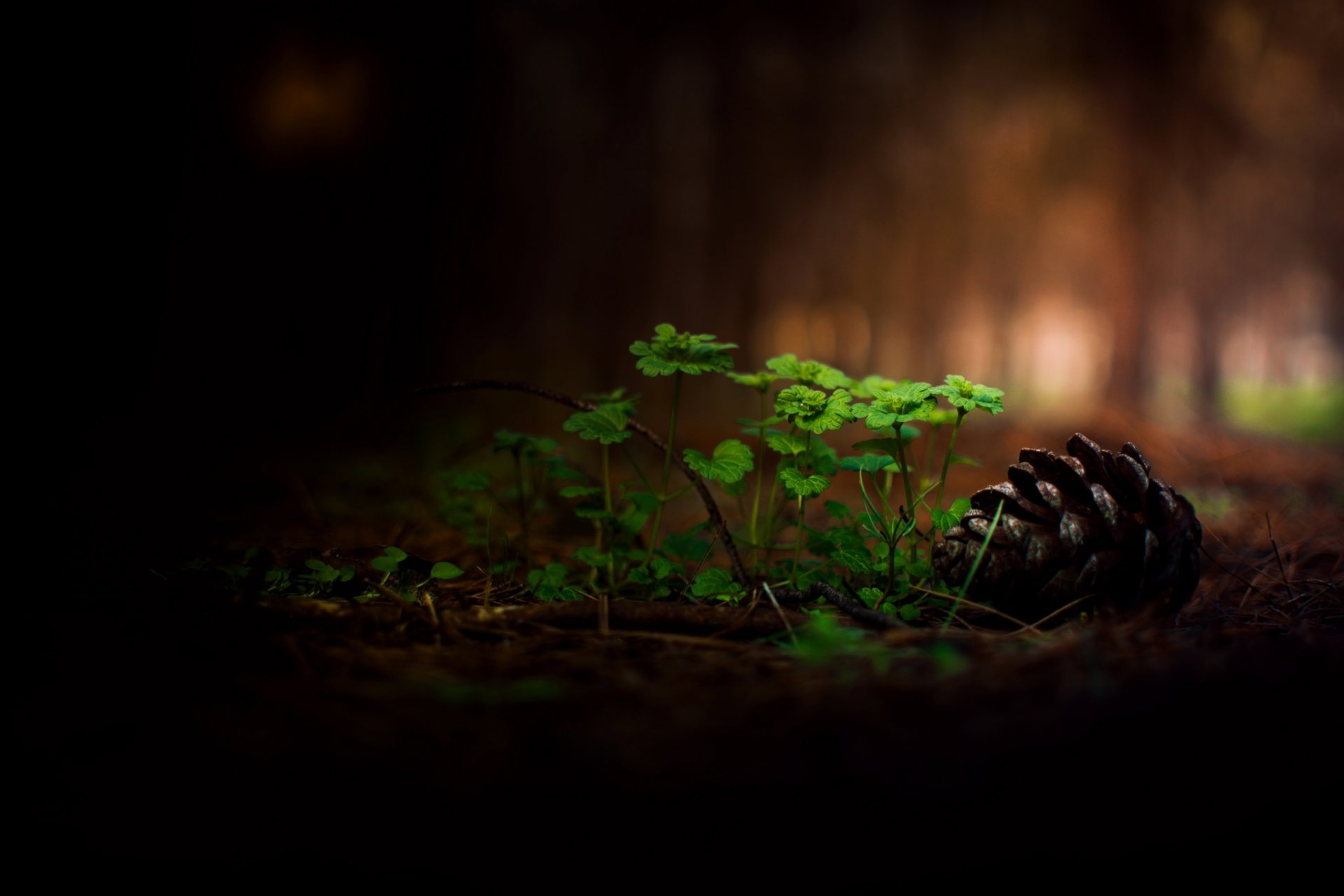 forêt herbe bosse bokeh