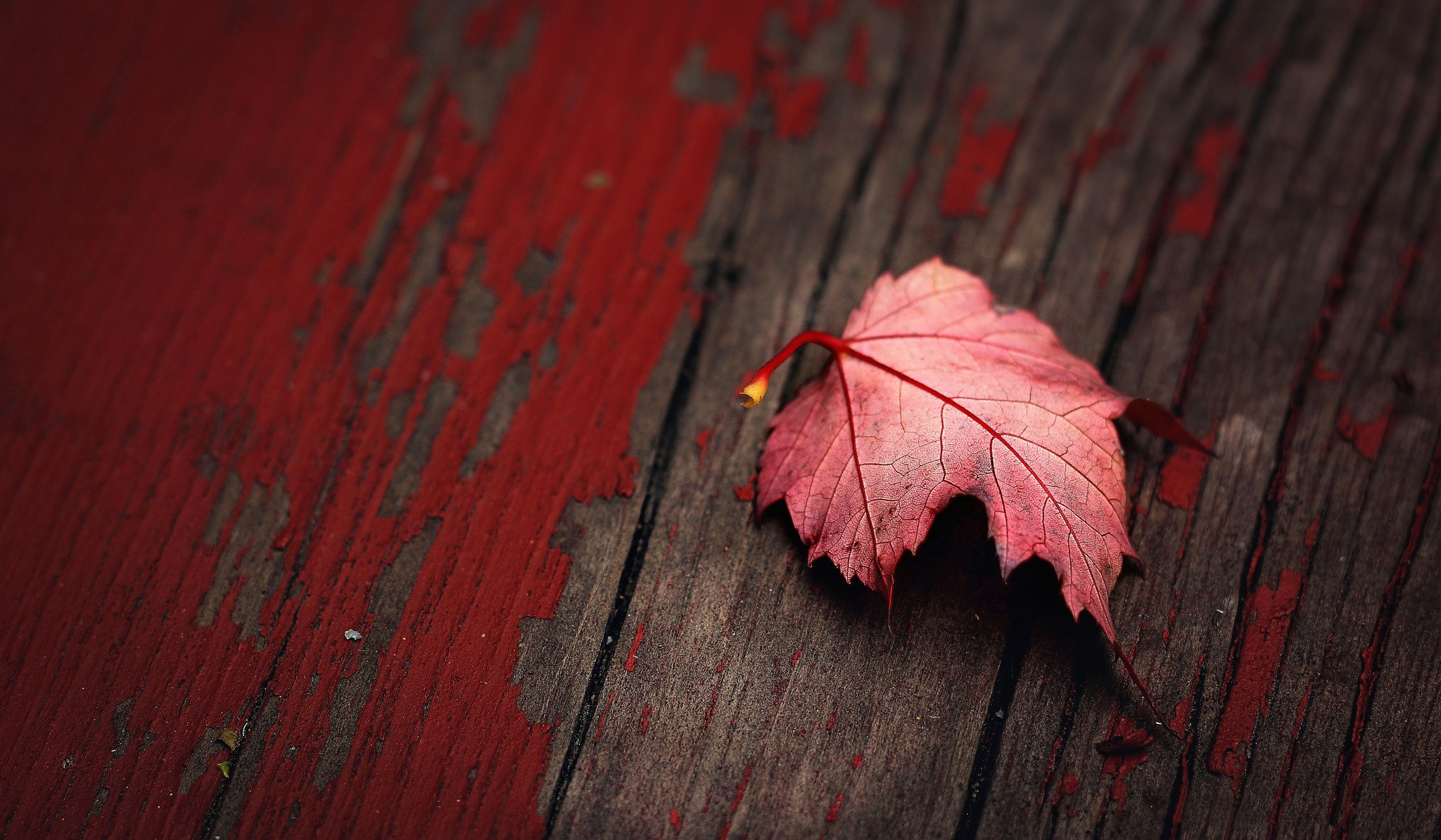 close up red leaf board paint texture