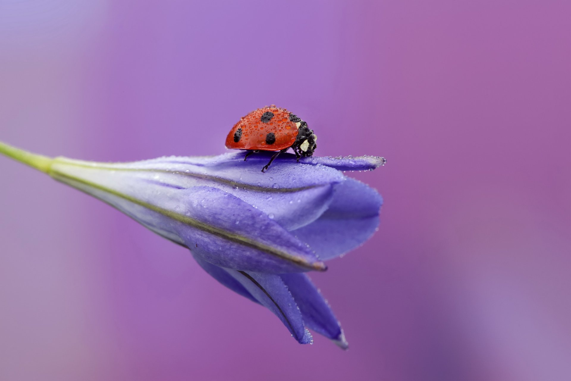 flower ladybug drops rosa background