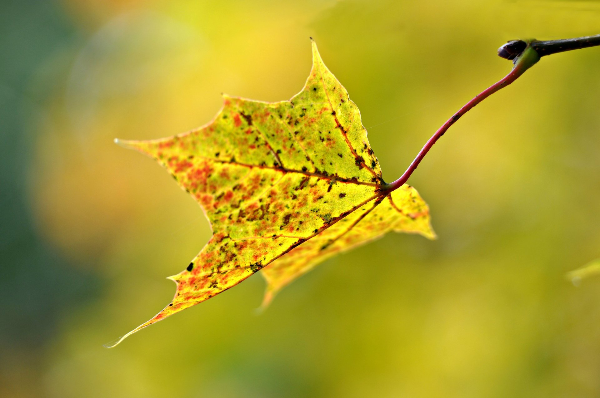 macro feuille automne flou