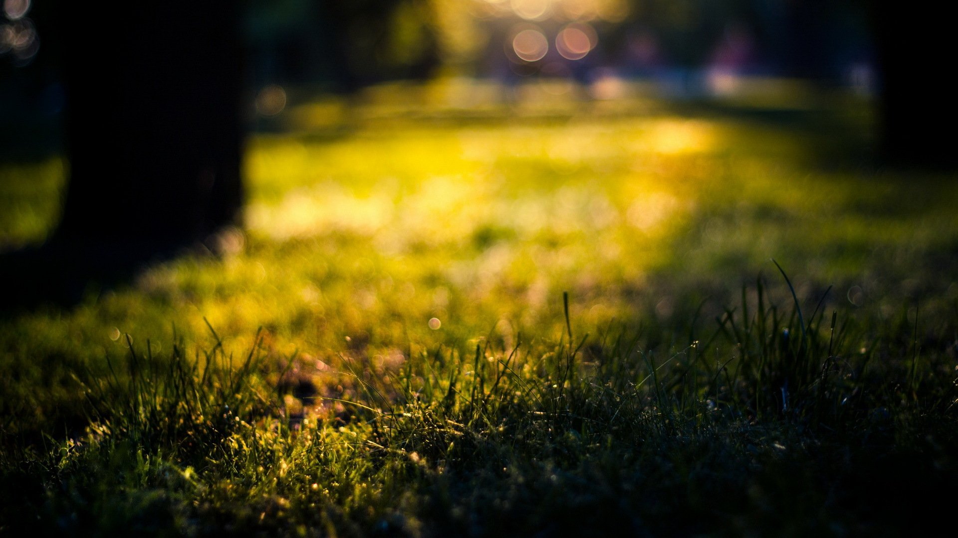 gros plan été herbe soleil bokeh