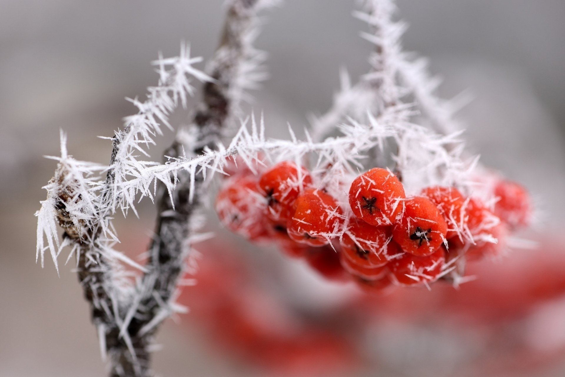 rama racimo bayas rojo escarcha nieve hielo macro