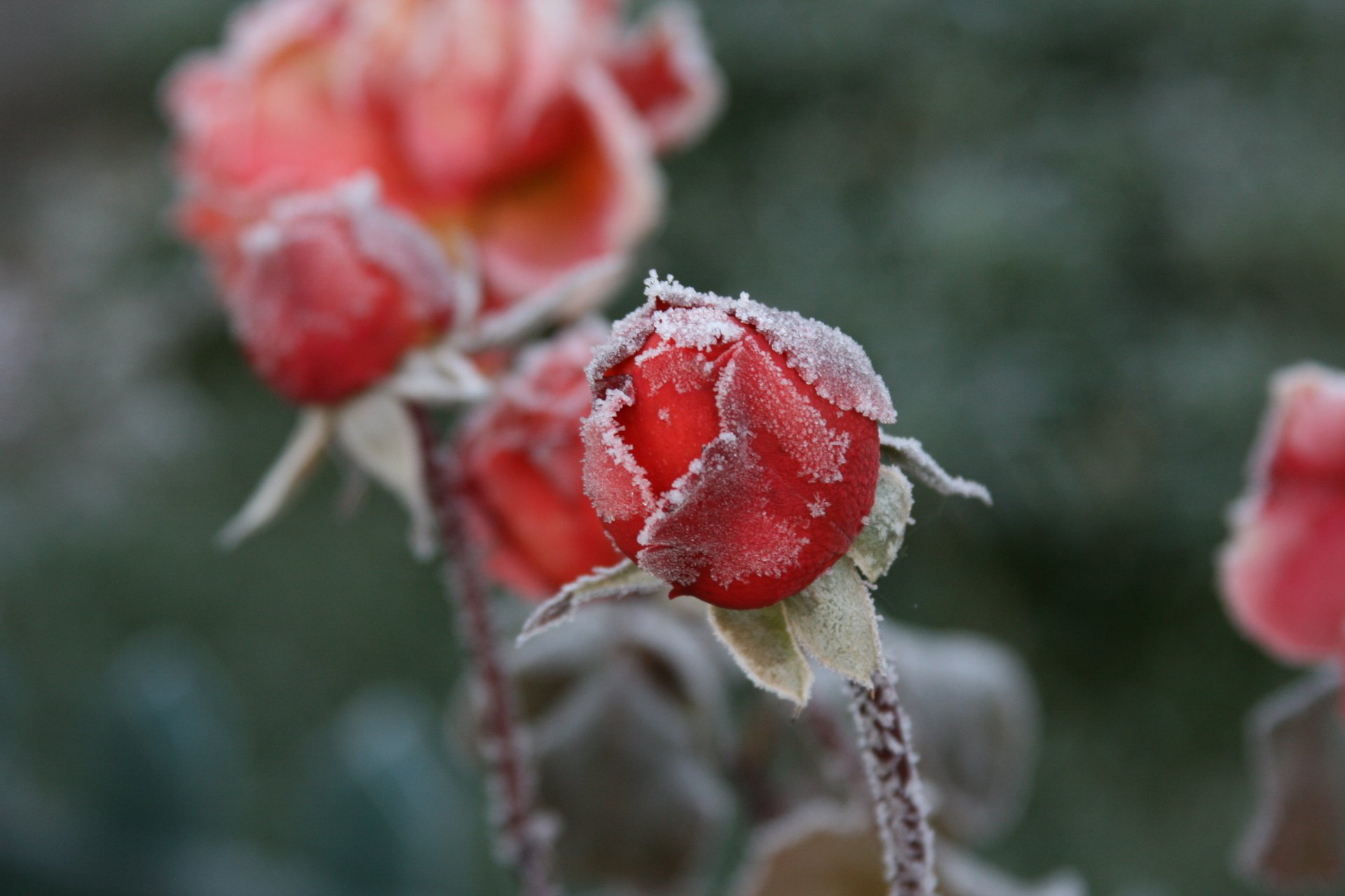 sfondo carta da parati macro rose fiori boccioli freddo gelo gelo