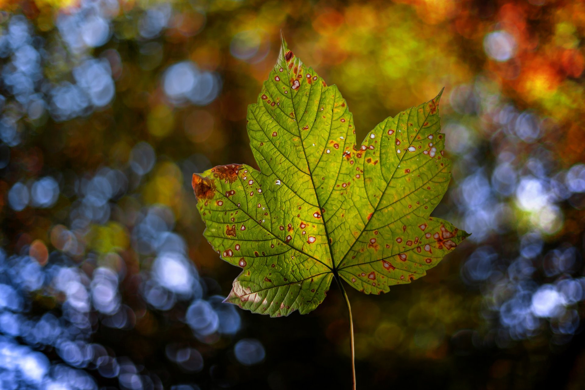 automne feuille nature bokeh