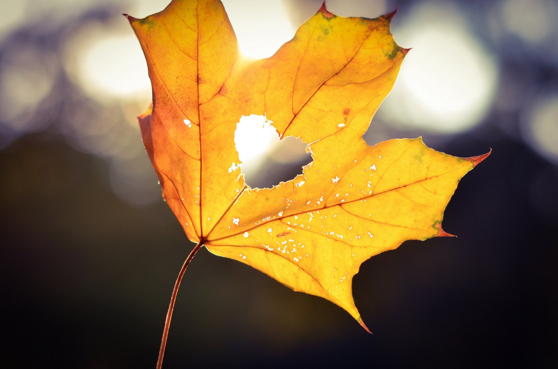 feuille érable jaune coeur coeur lumière bokeh automne