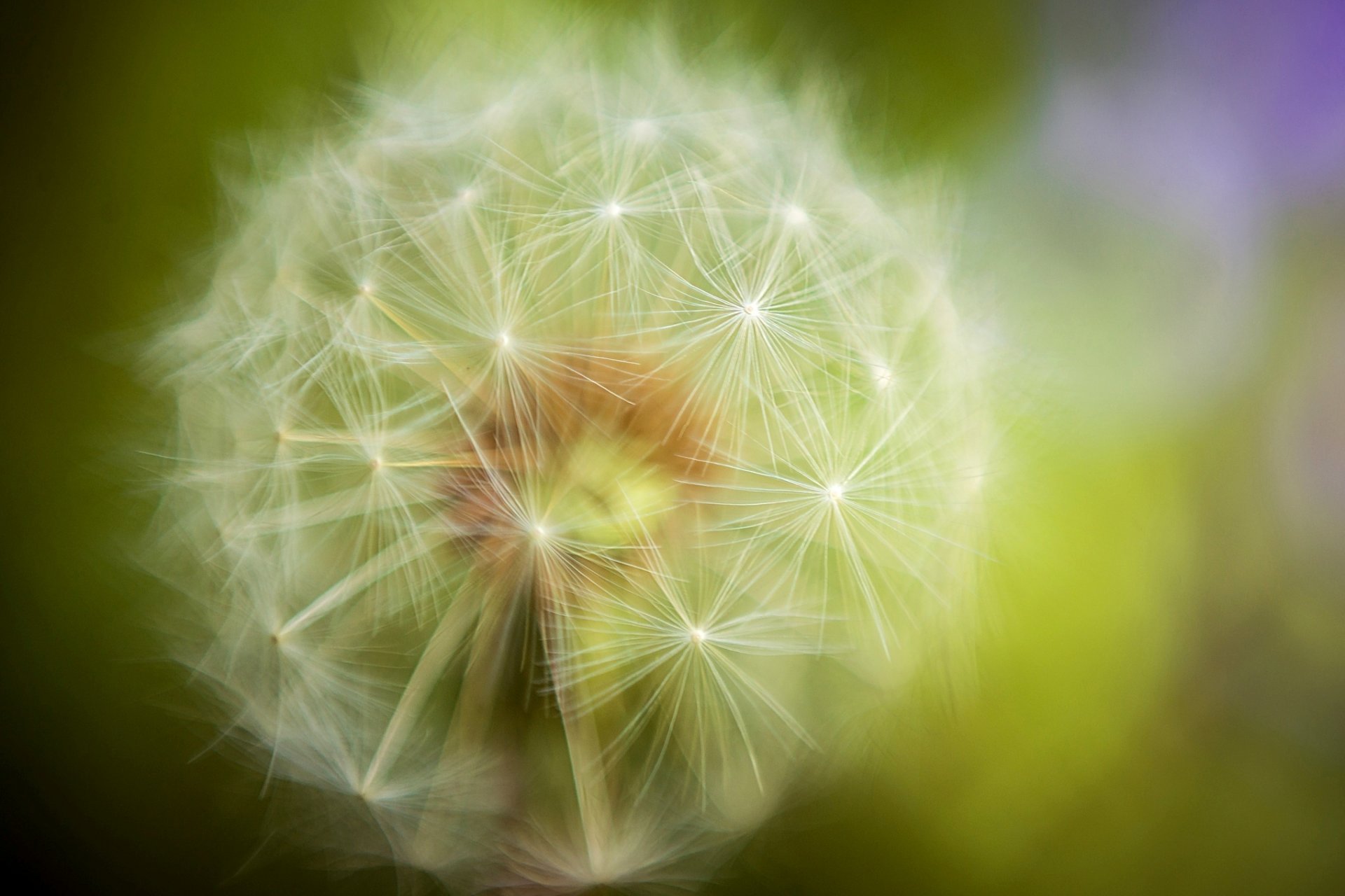 dandelion plant blur green close up nature