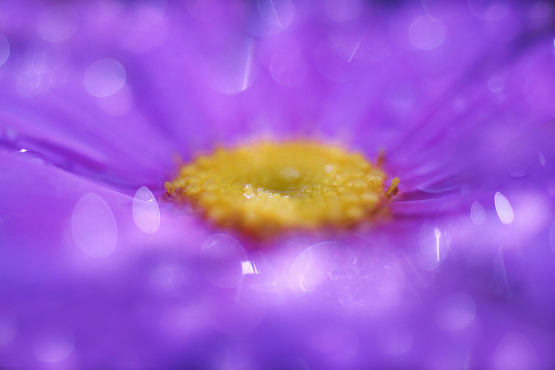 lila flor pétalos macro gotitas reflejos