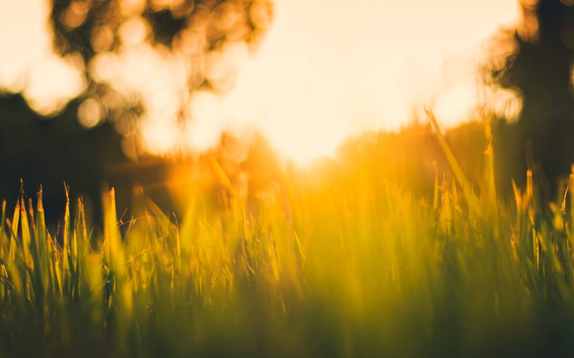 makro gras grün bäume baum sonne strahlen unschärfe bokeh grün hintergrund makro tapete widescreen vollbild widescreen widescreen