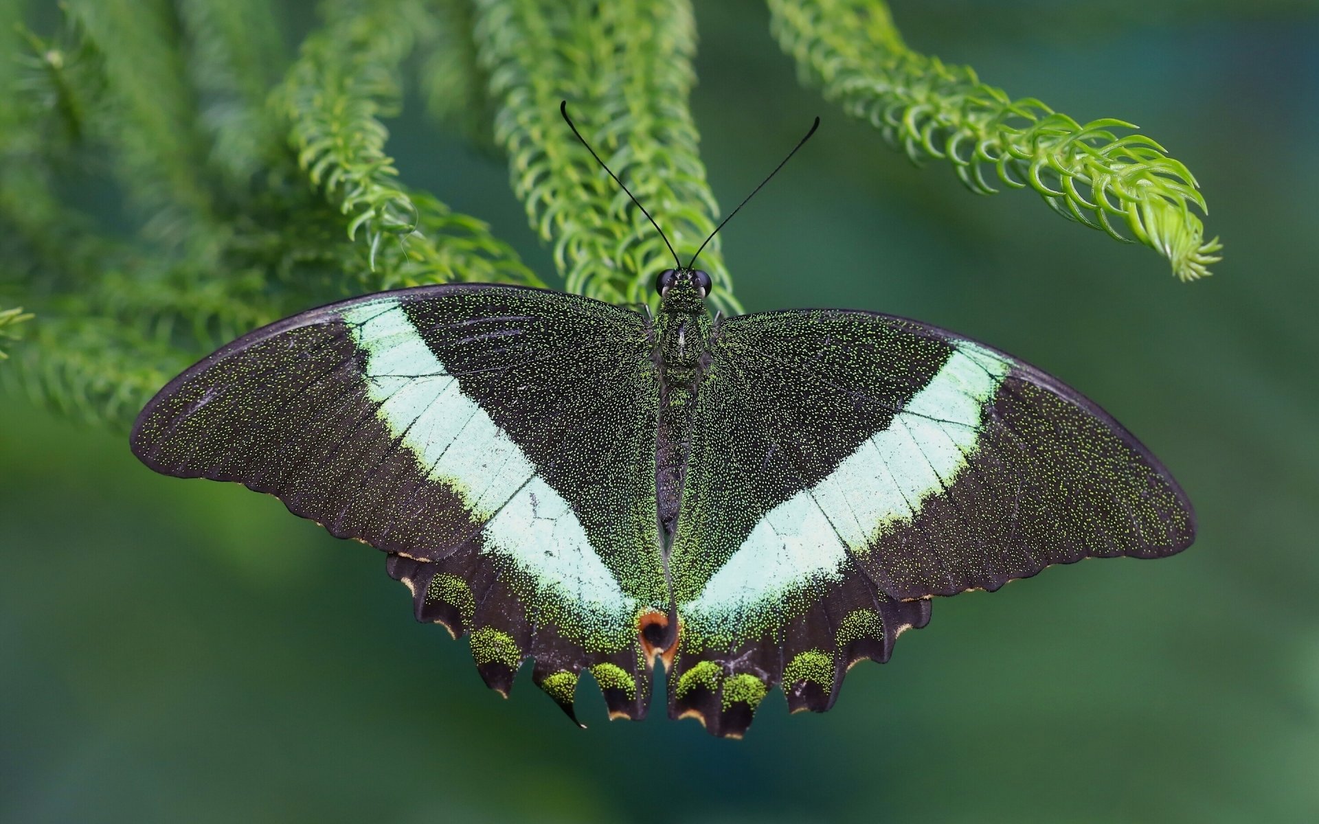 papillon palinur voilier gros plan