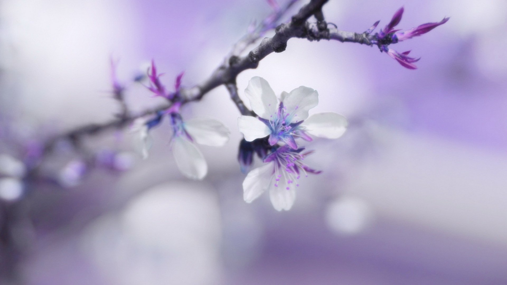 blume frühling sanft makro unschärfe