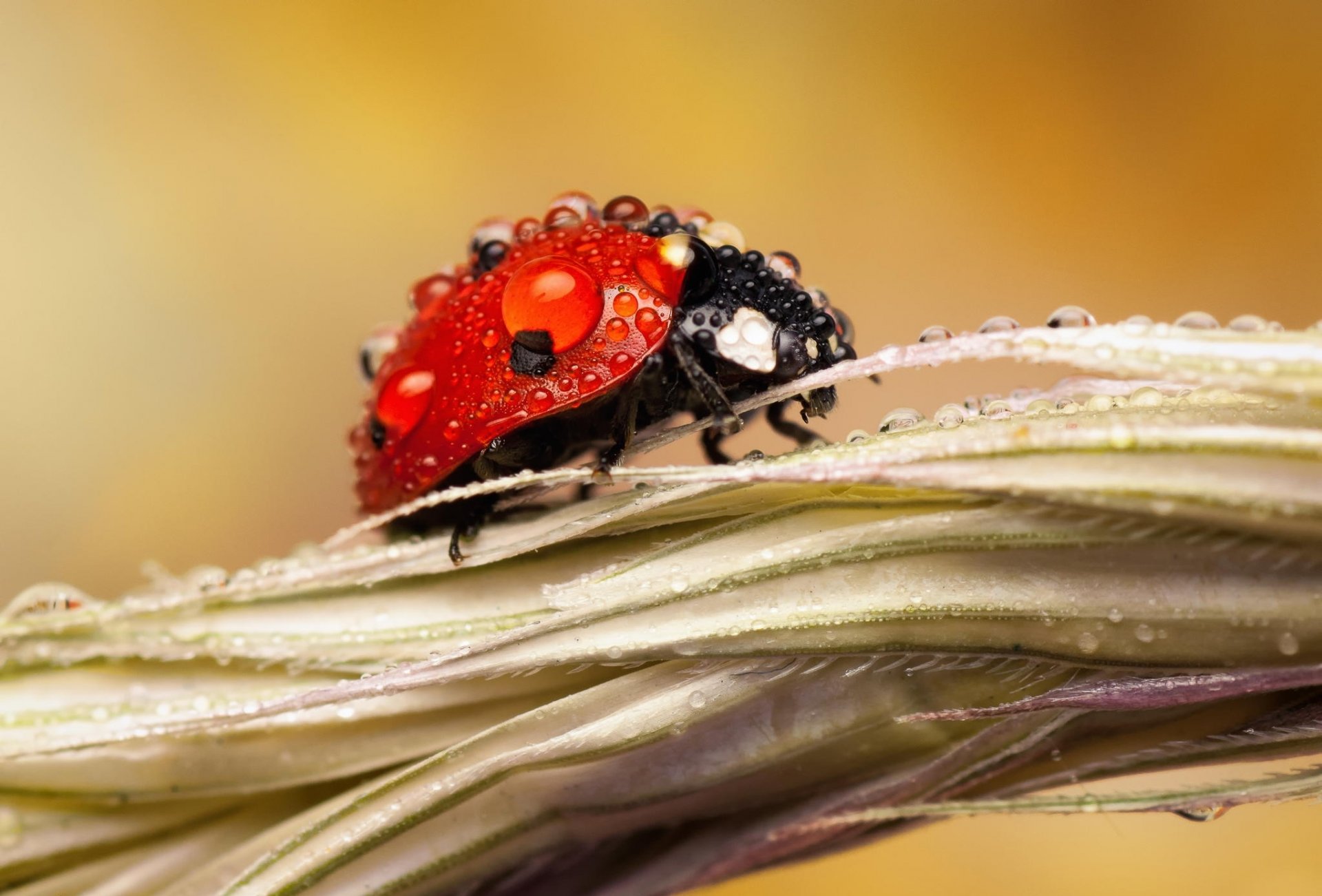 macro insetto coccinella rugiada gocce spighetta