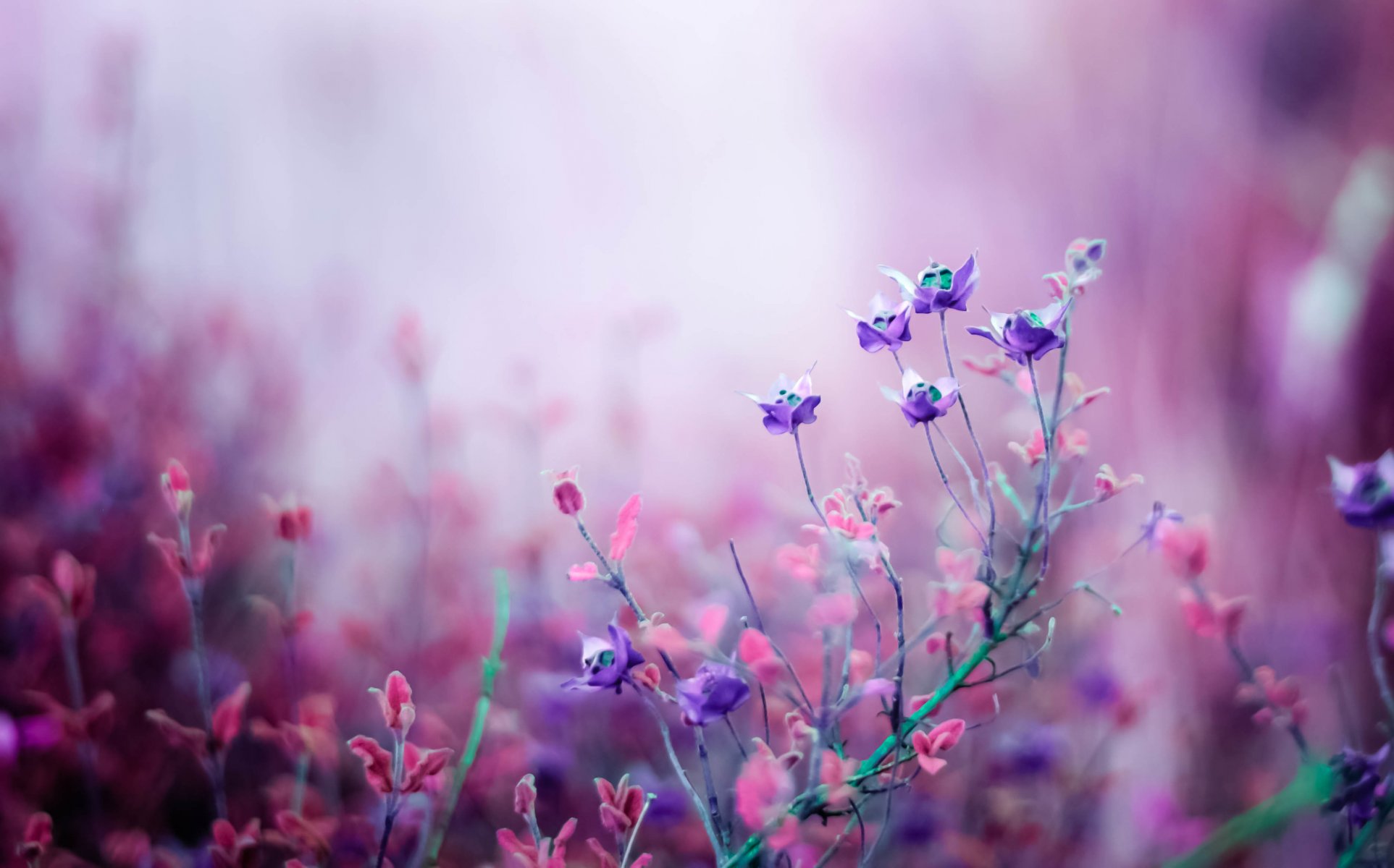 blumen flieder rosa feld makro bokeh natur