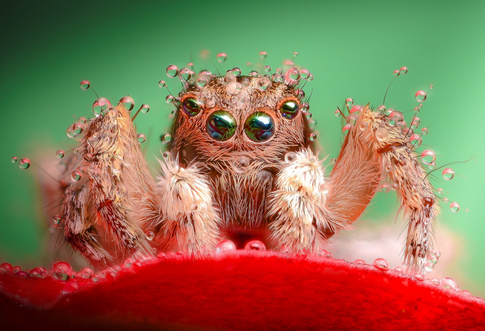 fleur rouge pétale araignée jumper gouttes rosée