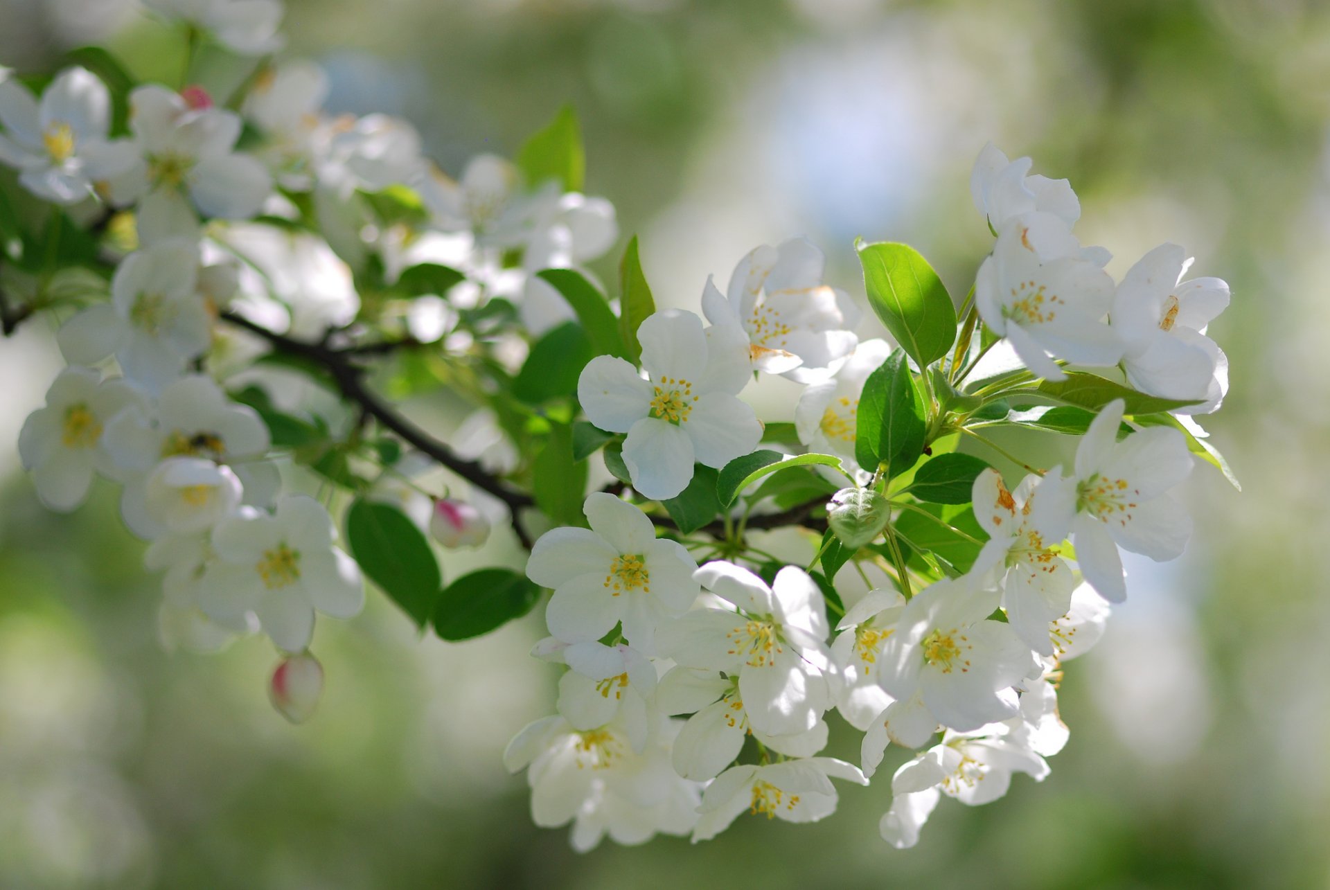 zweig blüte makro