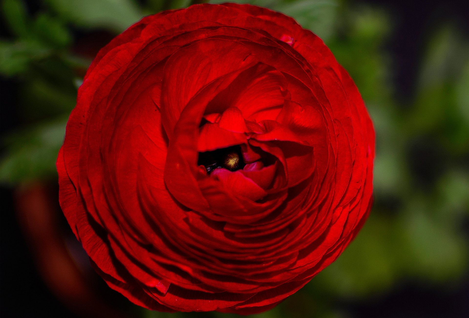 rose rot blume blütenblätter