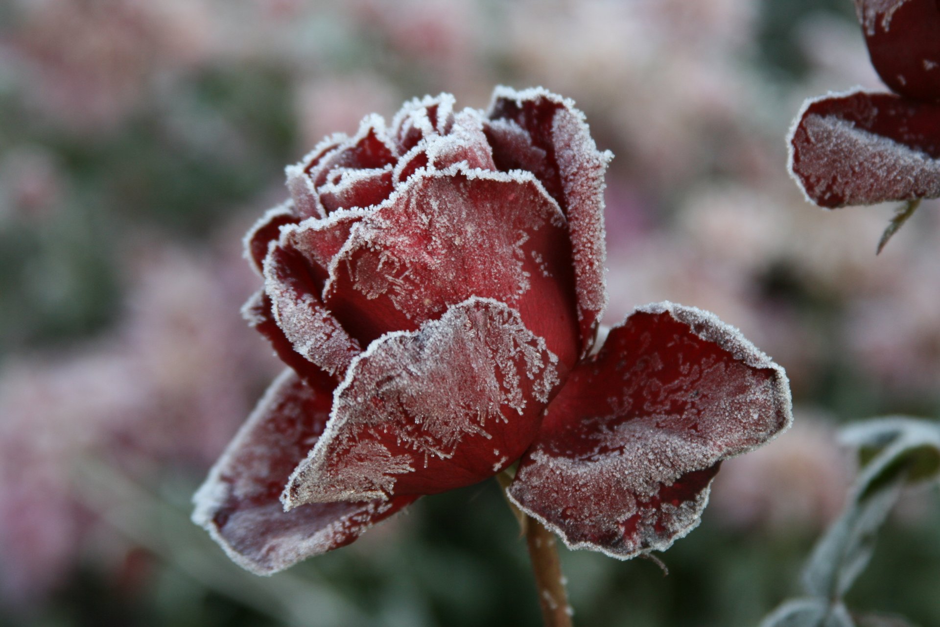 fond papier peint macro rose givre froid hiver nature village fleur fleurs