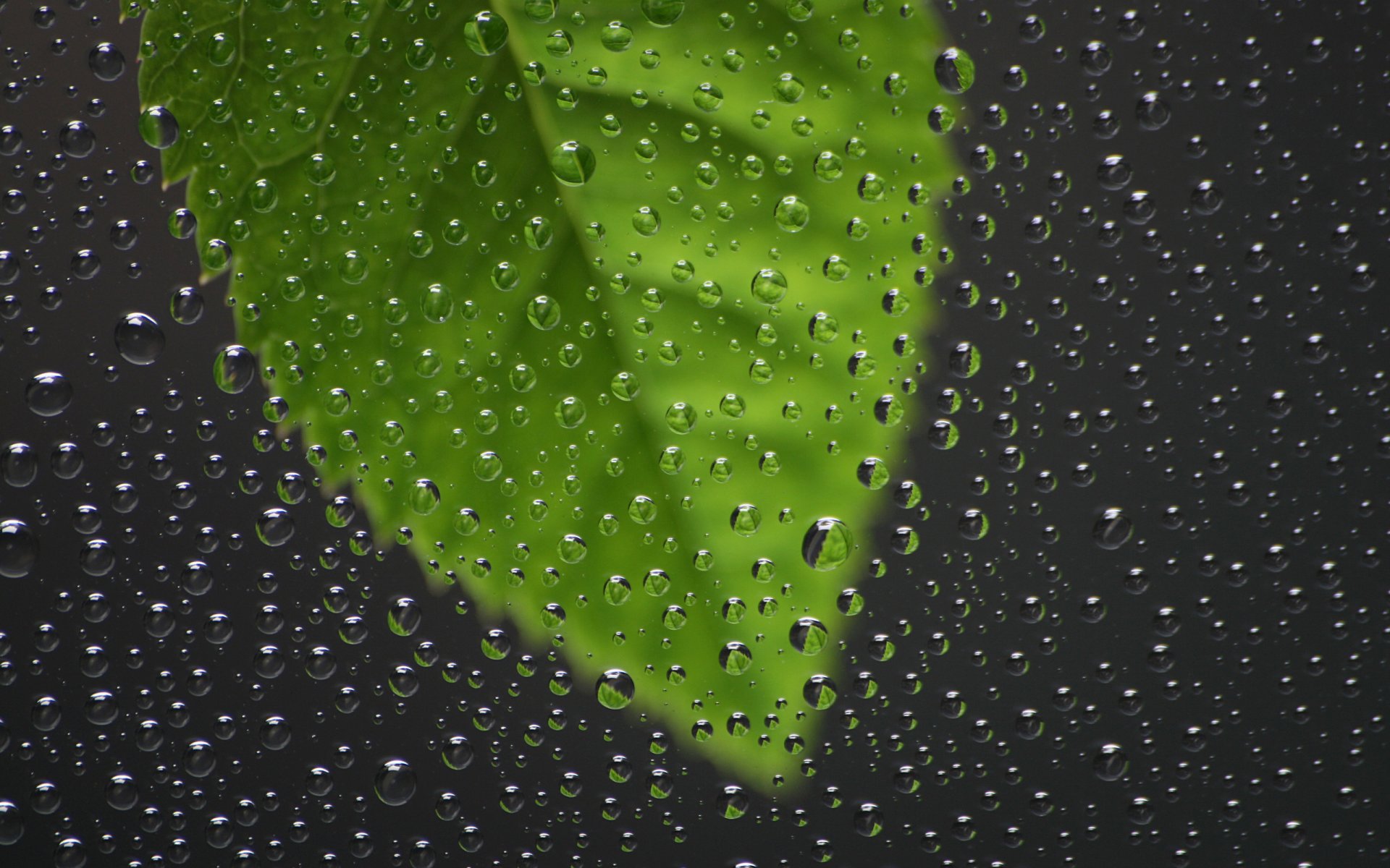 goutte feuilles coulée pluie fenêtre verre