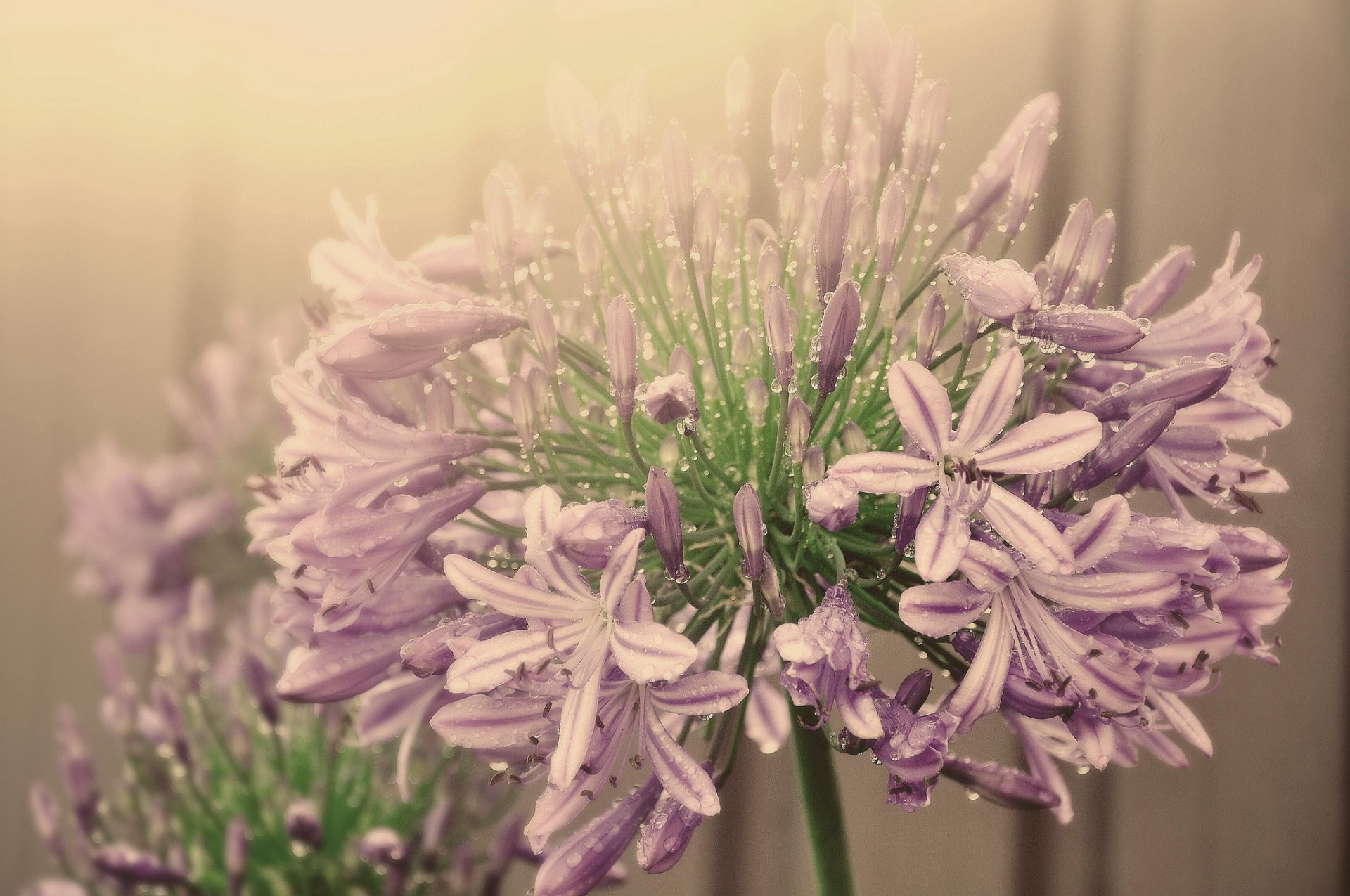 fleur inflorescence rose agapandus goutte d eau brouillard