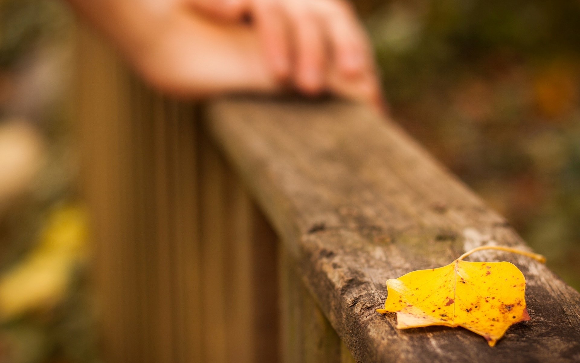 close up leaf leaflet . leaves yellow hands blur macro leave background wallpaper widescreen full screen hd wallpapers fullscreen