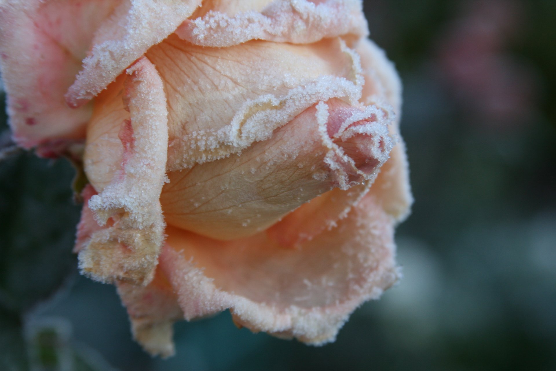 sfondo carta da parati macro fiori fiore rosa gelo gelo freddo petali di rosa giardino autunno