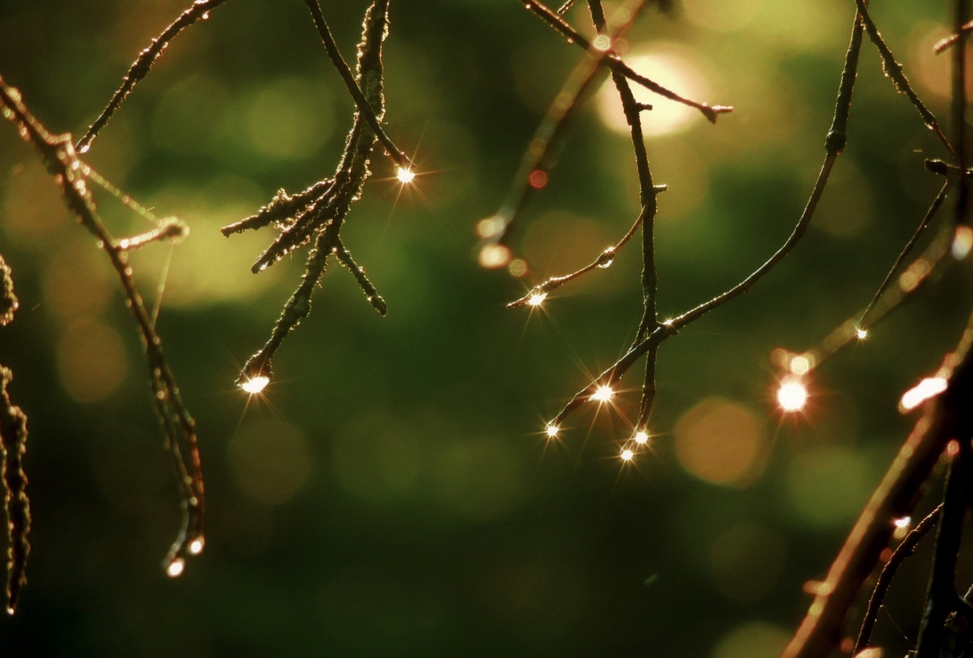 ramas naturaleza gotas bokeh macro