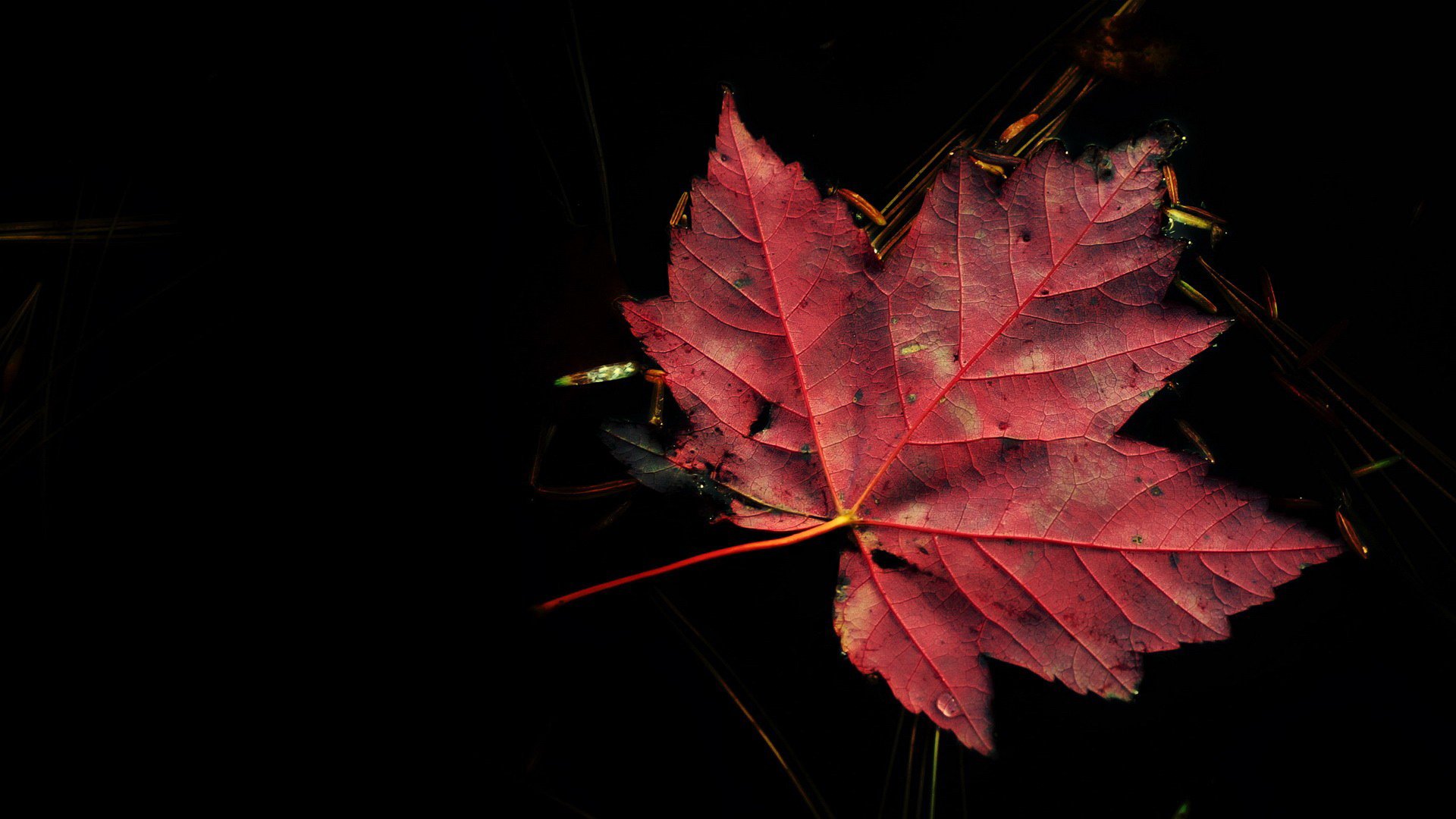 fond feuille nature automne