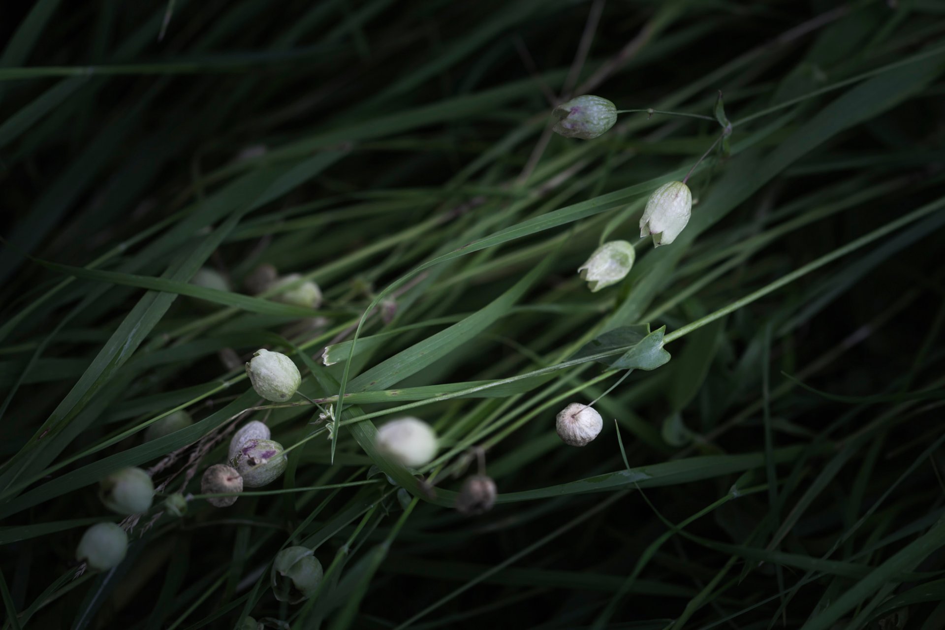 gras blumen bokeh