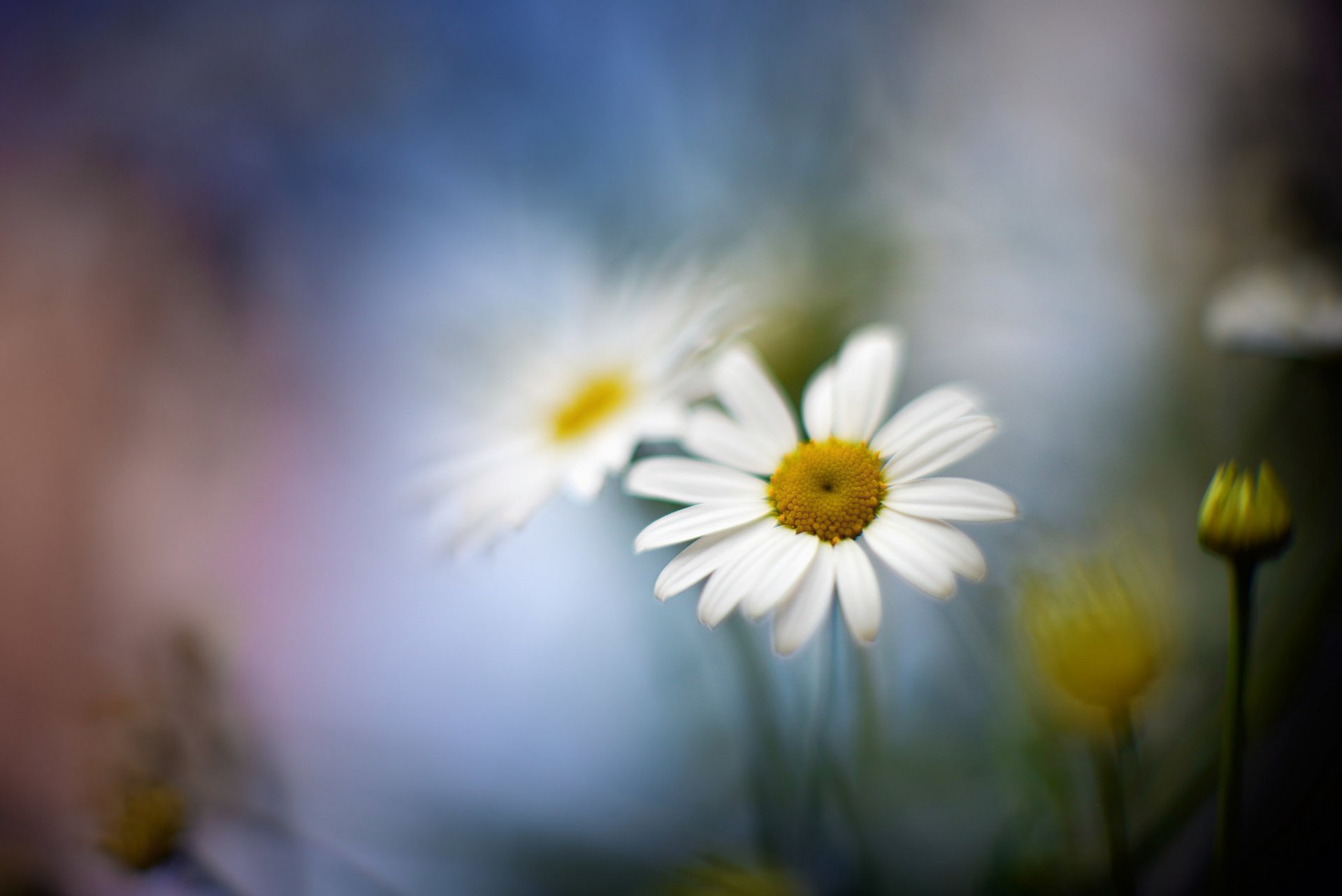 makro blume kamille unschärfe