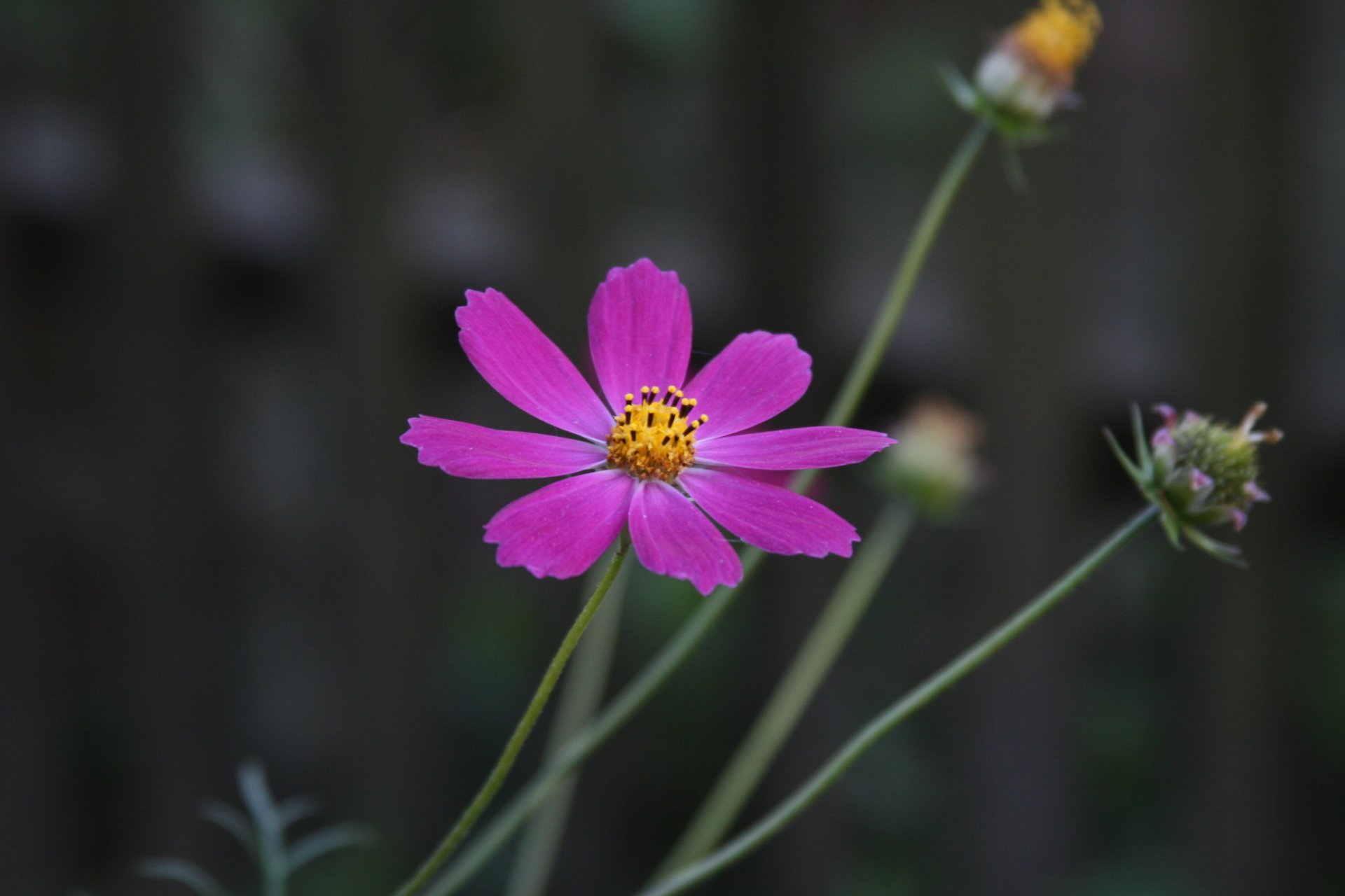 fond papier peint macro fleurs fleur plante jardin village