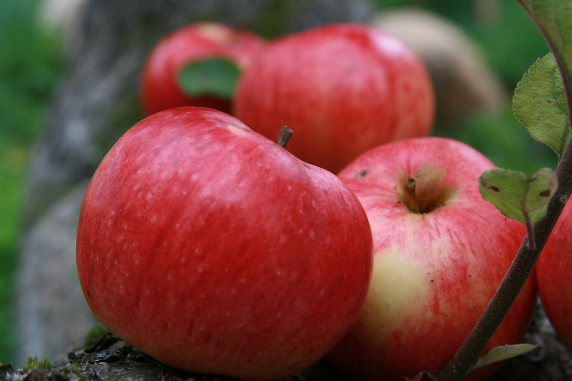 sfondo carta da parati mele estate villaggio giardino strifel frutta mela natura pianta raccolto