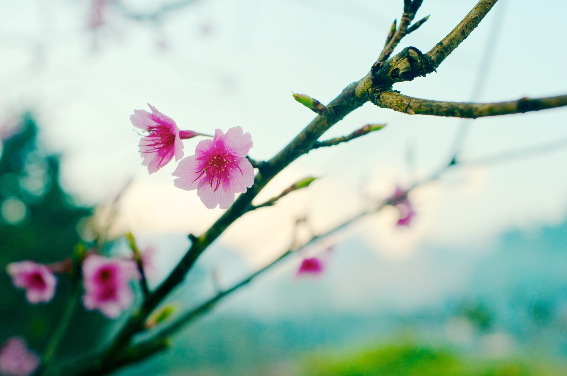 wiosna sakura kwiat bokeh