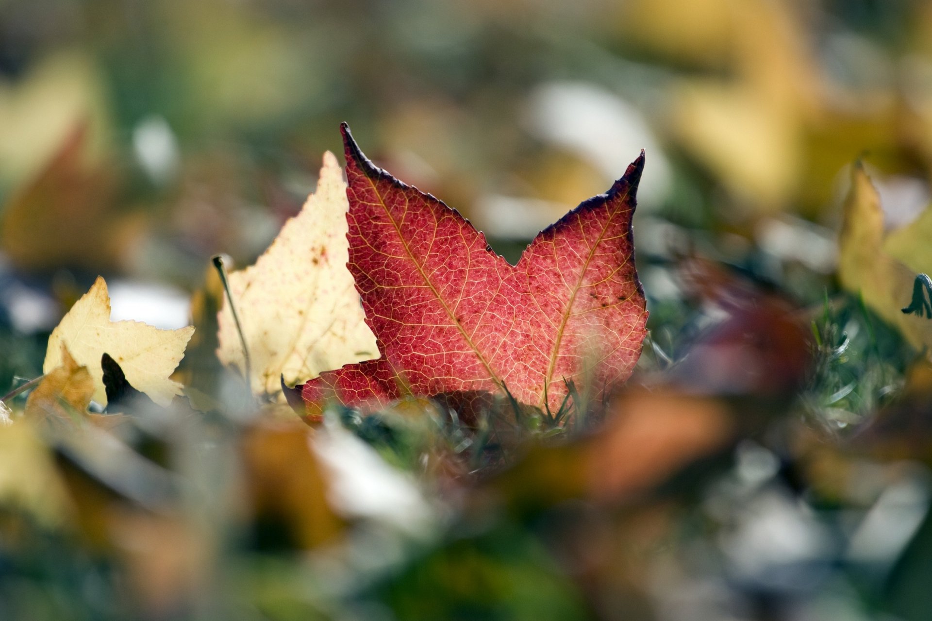 blätter laub herbst