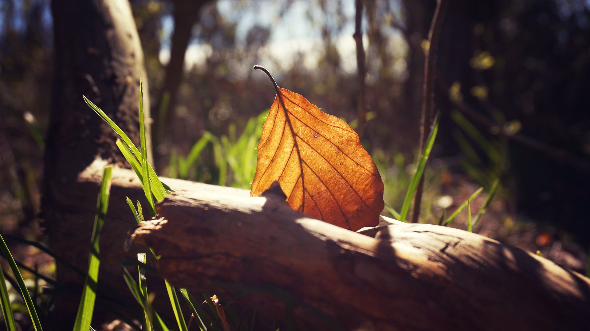 feuille gros plan nature forêt