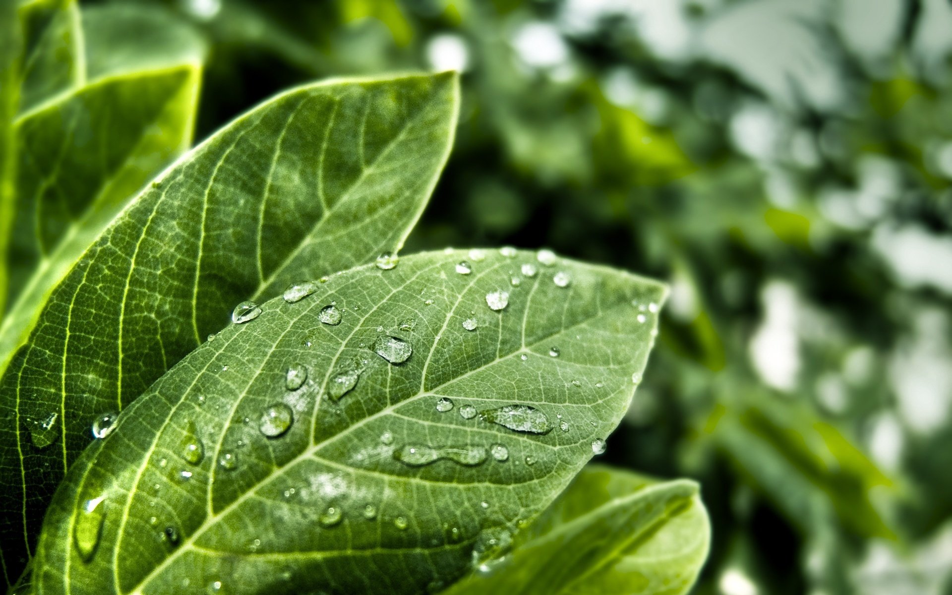 leaves drops on leaves freshness rosa