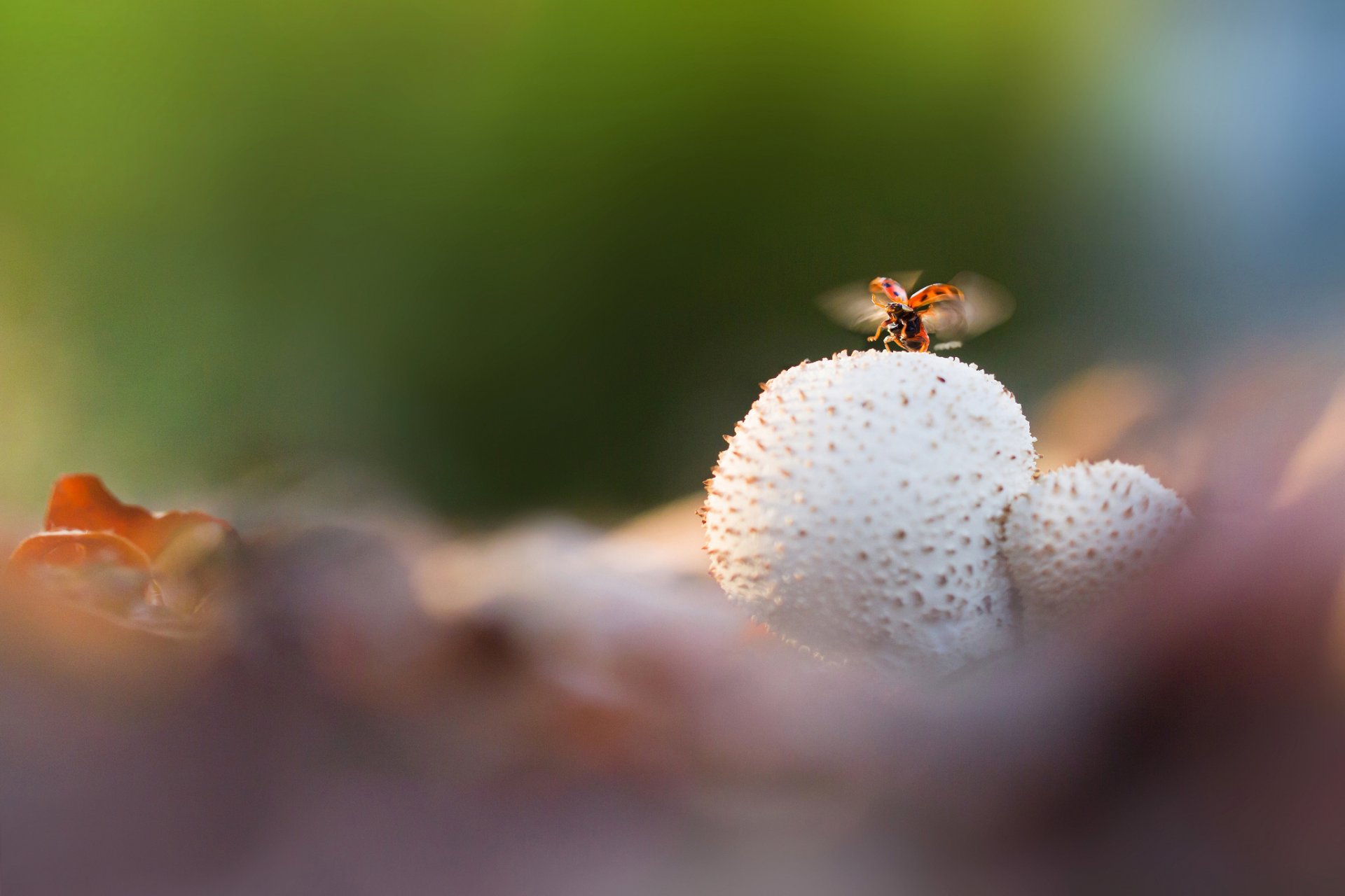 leaves mushrooms ladybug wings off