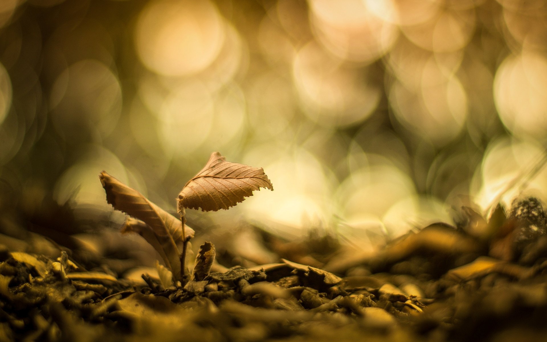 macro foglia foglioline foglie sfocatura bokeh macro sfondo carta da parati widescreen schermo intero widescreen widescreen