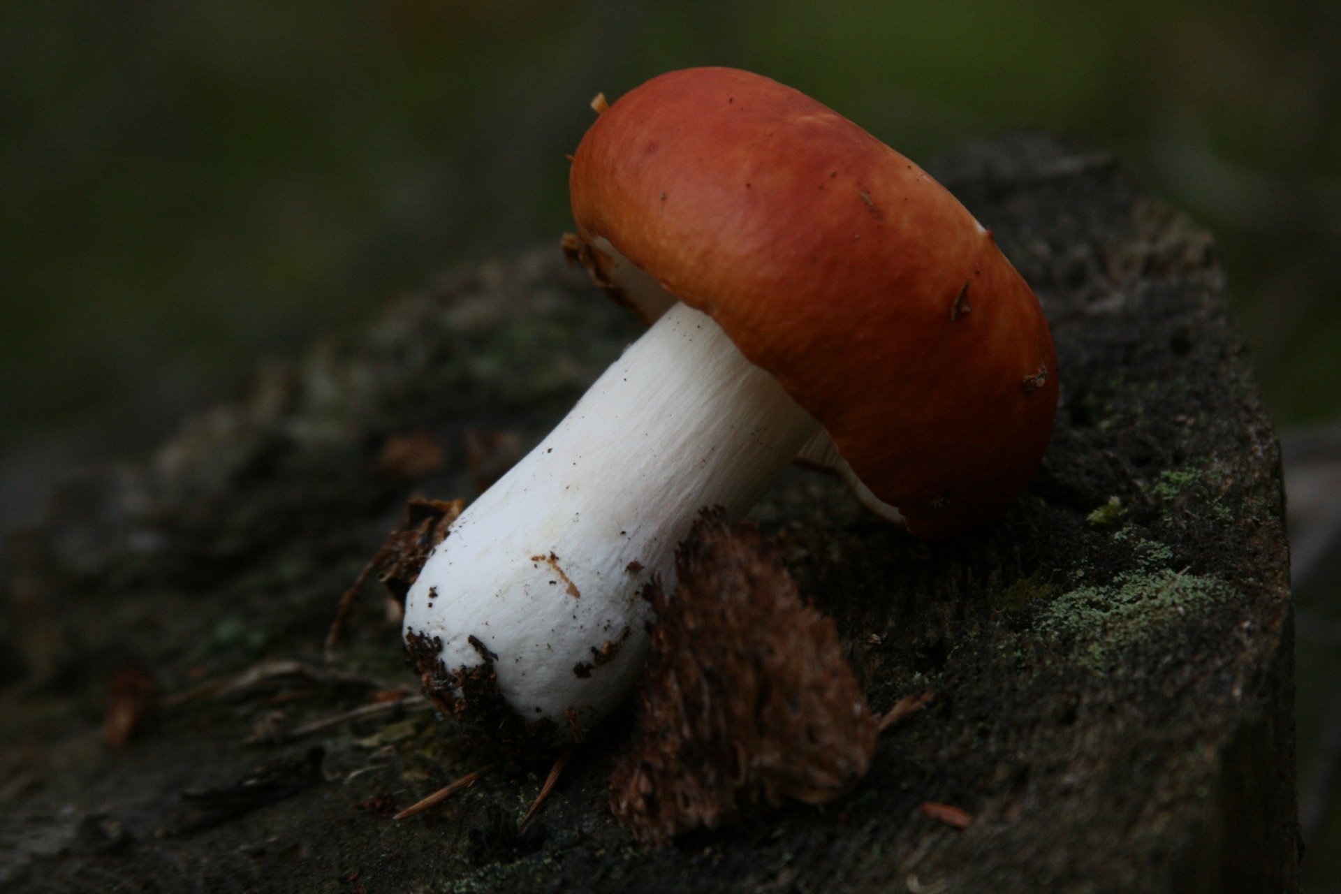 sfondo carta da parati macro russula ceppo foresta passeggiata fungo funghi