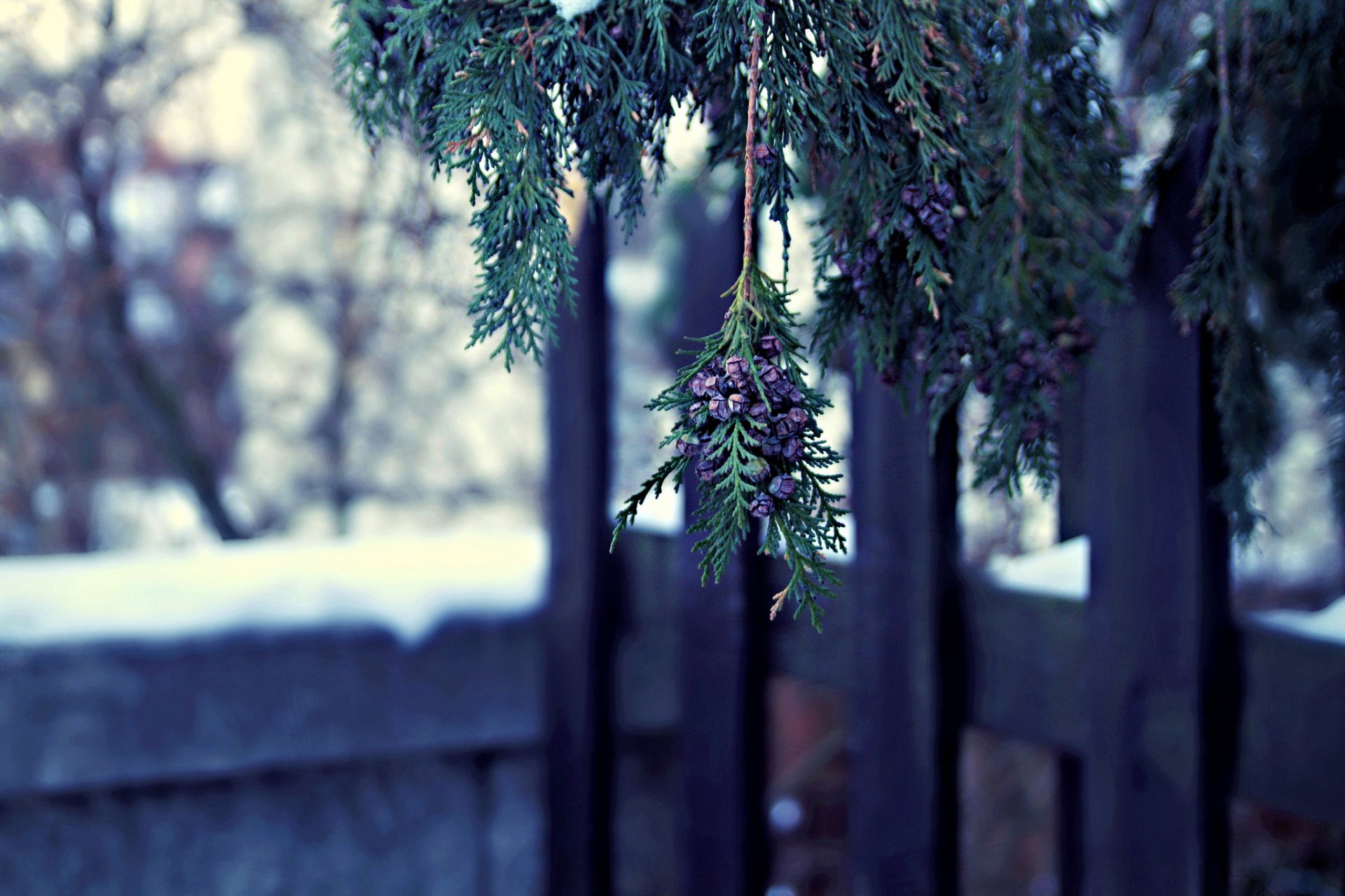 thuja albero ramo coni inverno natura macro