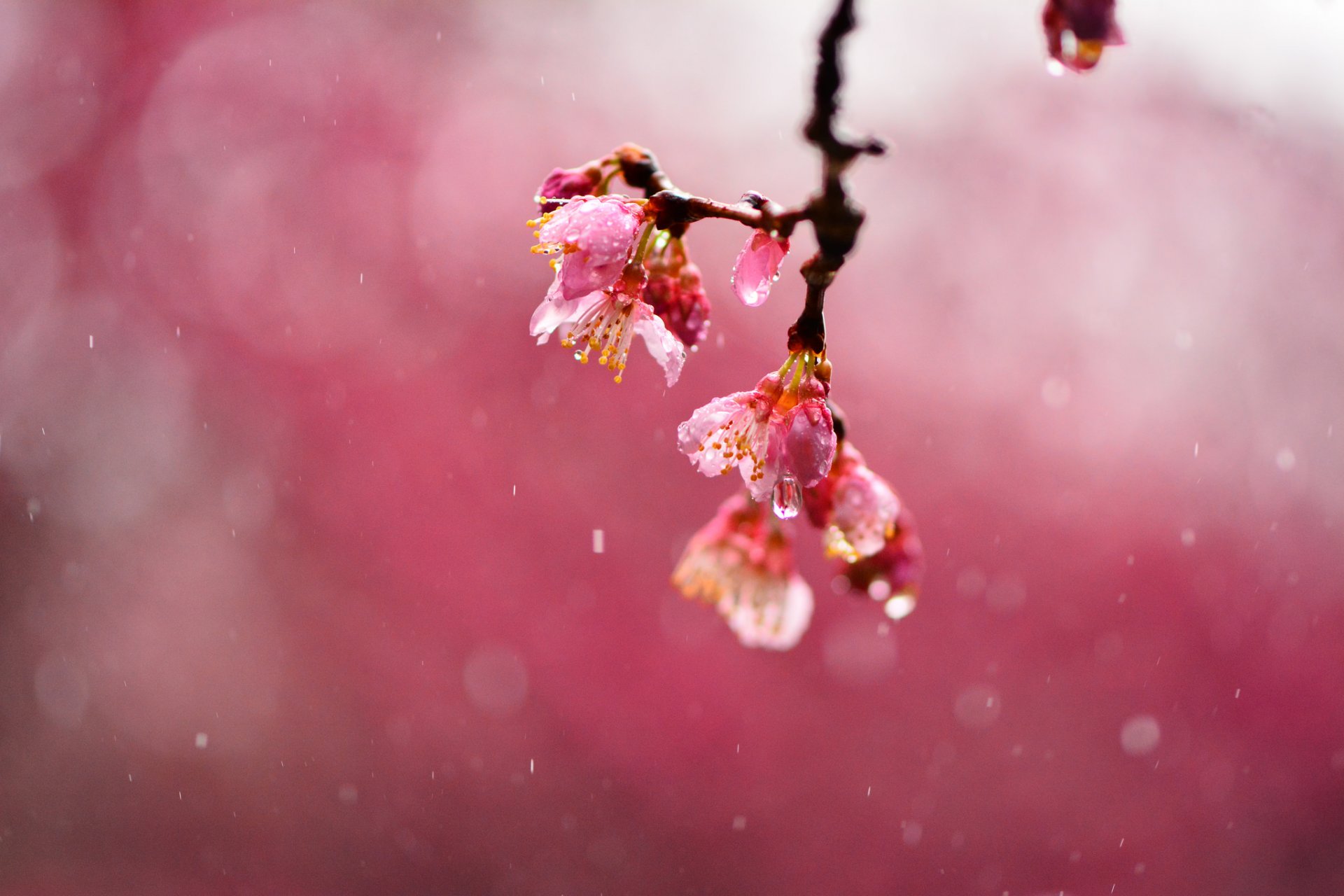 sakura wiśnia kwiaty różowy gałąź deszcz krople rozmycie makro ostrość