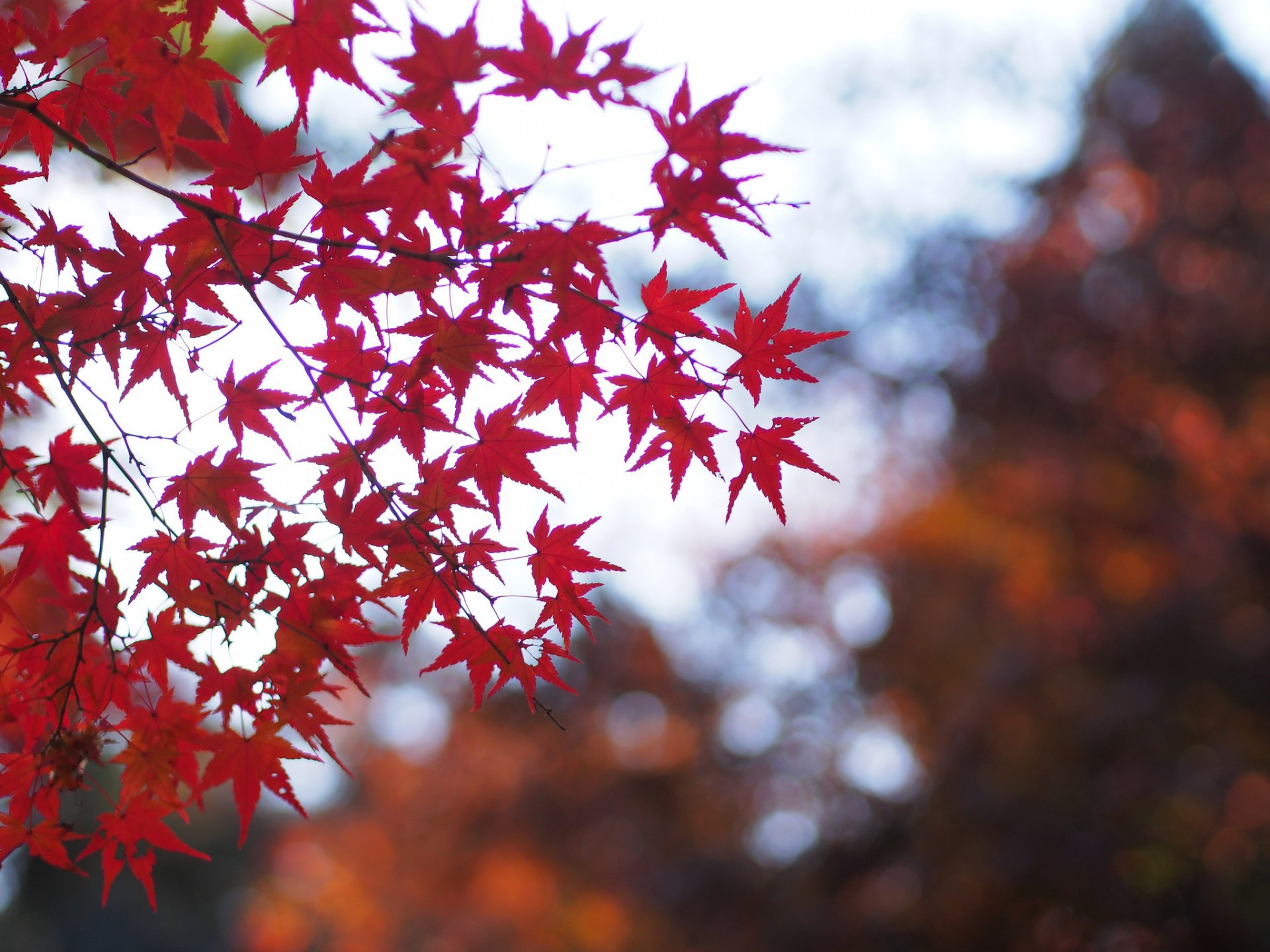 albero acero rosso foglie rami macro luci sfocatura autunno natura