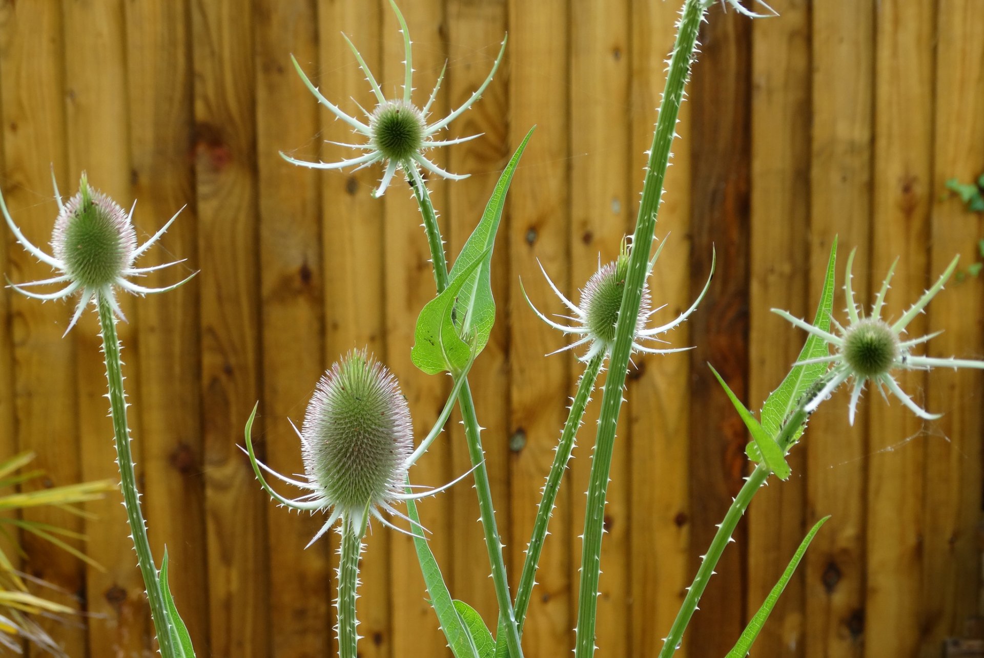 hof zaun pflanze stamm blume