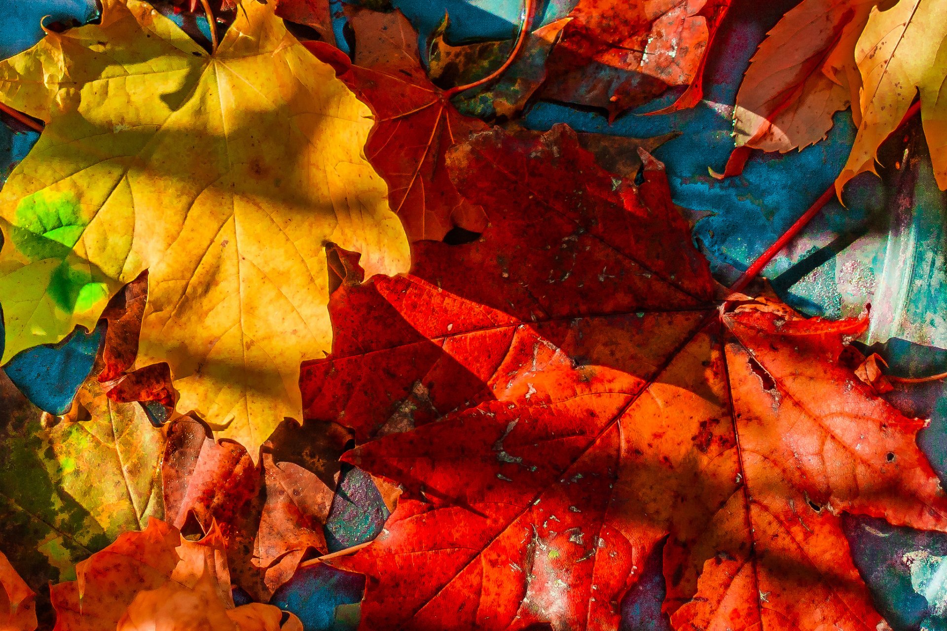 hojas otoño arce caído